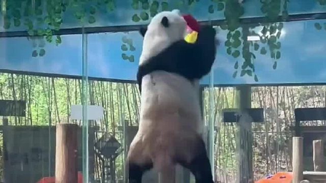 灵岩蹦迪名场面！ 这孩子指定去过夜店，不然这姿势不能这么标准！妥妥的夜店小王子！