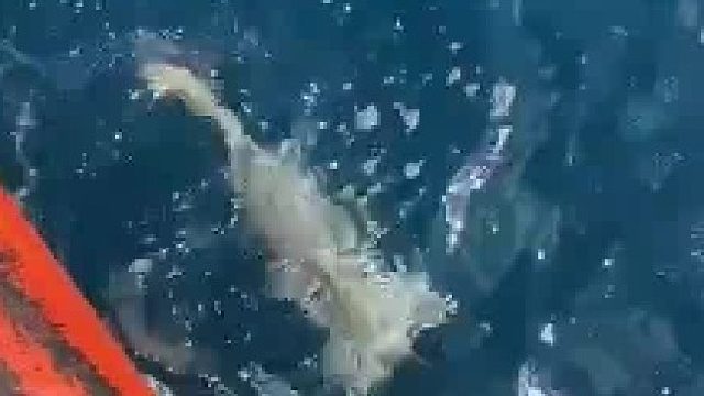 见过这样的鱼没有，钓鱼人除了鱼什么都能钓到