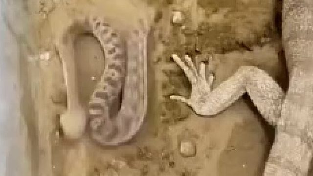 小小萌宠共处一室，谁怕谁？