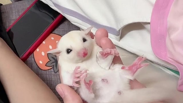 外甥女又来帮我rua奶蜜了