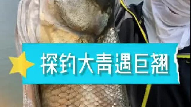 探钓大青遇巨翘！