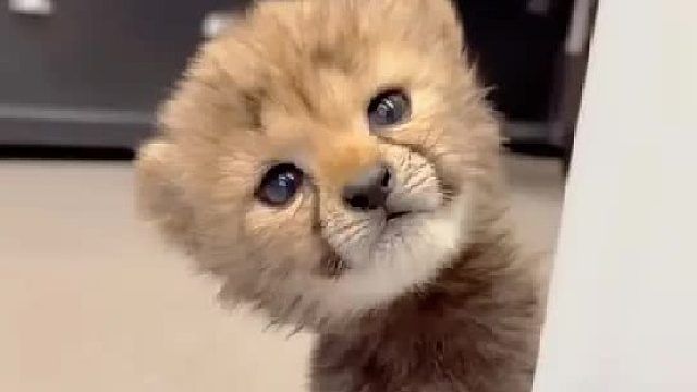 女孩在野外捡到一只被遗弃的小猎豹，没想到小家伙对待女孩很温顺