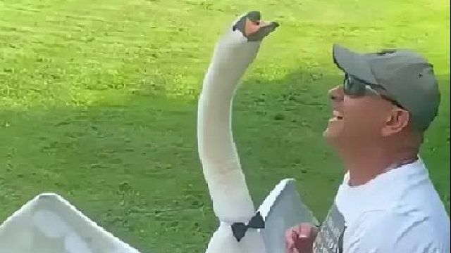 男人在路边救了一只卡在栅栏的白天鹅，没想到它一路悄悄跟随男人