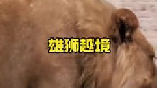 年轻雄狮闯入狮王领地遭到攻击