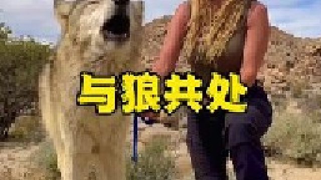 女子大胆与凶猛的野狼共处