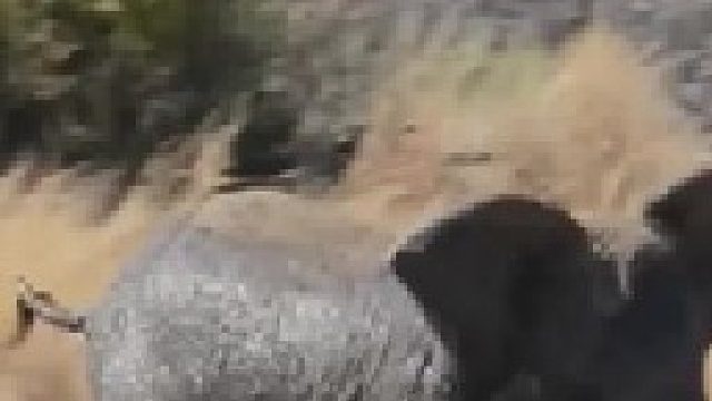 脾气暴躁的大象攻击河马和犀牛