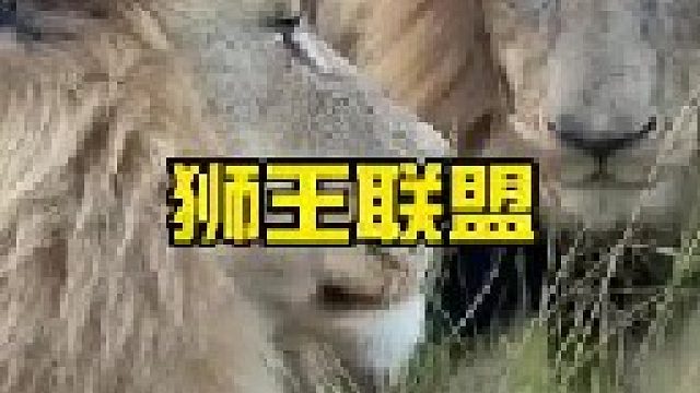 强大的狮王联盟