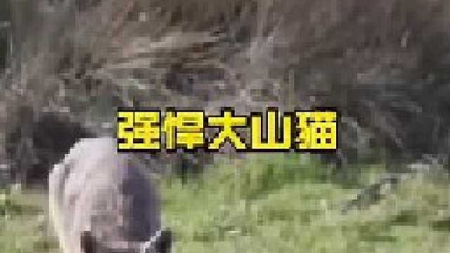 强悍的大山猫生存能力简直厉害