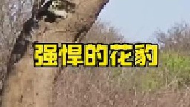 强悍的花豹敢于硬杠狮子鬣狗