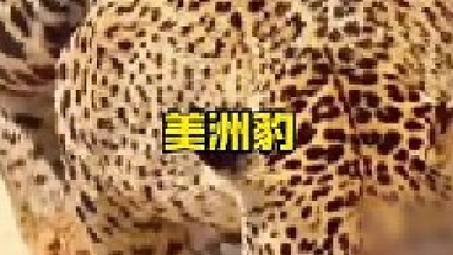 强悍的美洲虎拥有高超的狩猎技能
