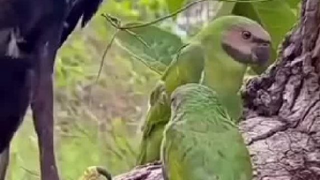 鹦鹉站在鹰旁边，吓的一动不敢动～