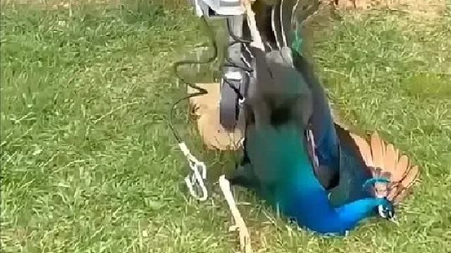 女孩在院子救了一只脚趾受伤的孔雀，它为感激多次拜访并留下羽毛