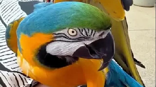 女孩在垃圾桶里捡到一只受伤的大鹦鹉,没想到它能直接用嘴开瓶子