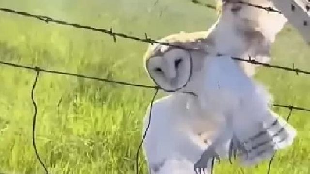 女孩在野外发现一只被钢丝挂起的仓鸮，没想到它对女孩产生了依赖