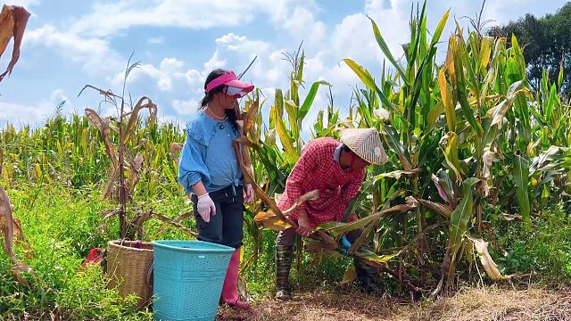 小两口玉米地干活，老公饥渴难耐，看看夫妻如何解决