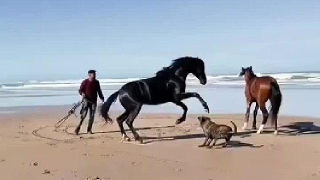 马儿在海边，自由自在地奔跑，看着可开心了