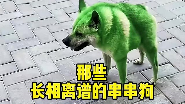 那些长相离谱的串串狗