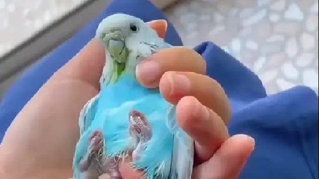 女孩在阳台发现一只难产的鹦鹉，没想到学过医的女孩帮它徒手接生