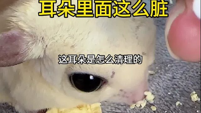 强迫症看不得这脏脏包的耳朵，还好个子小，擦起来不费劲