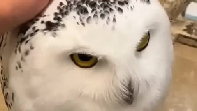 女孩在院子发现一只避雨的小怪物，没想到它慢慢对女孩产生了依赖