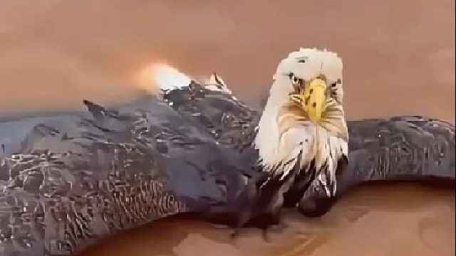 小哥在洪水中救了一只落水的老鹰，没想到它的肱骨断裂没法飞翔