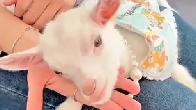 女孩在路边发现一只掉进排水沟的小羊，它的头卡在缝隙里无法动弹