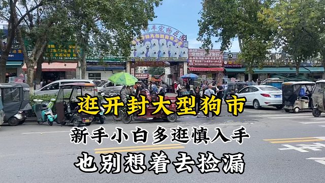 逛开封大型狗市，新手小白多逛慎入手，也别想着捡漏因为轮不到你