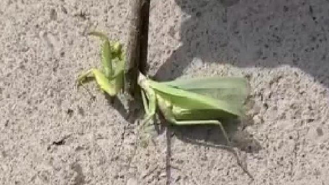 男子往螳螂身上浇水 铁线虫竟自己钻出来 网友：一出来螳螂也死了