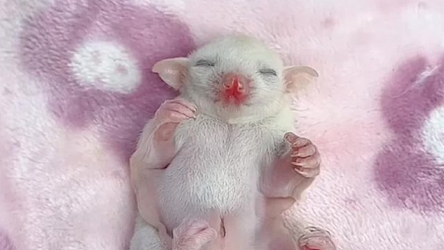 睡着了小手在扒拉啥呢