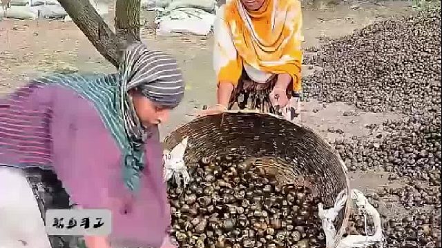 在印度竟然用福寿螺壳制作装修材料，真实长见识了