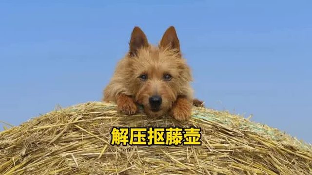 睡前来一集抠藤壶解压视频，来救助小海龟