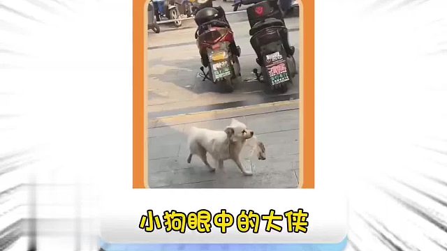 第一百九十七集_狗狗们的鸭屁股侠