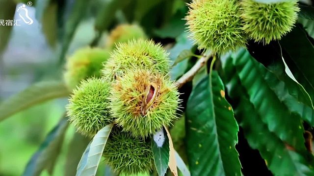 遵化东陵这家农家院藏啥秘密？板栗苹果鲜，20年暖心庭院等揭秘！