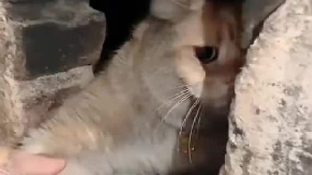 救命！不就是去灶台里探了个险，至于对我进行“物理超度”吗？