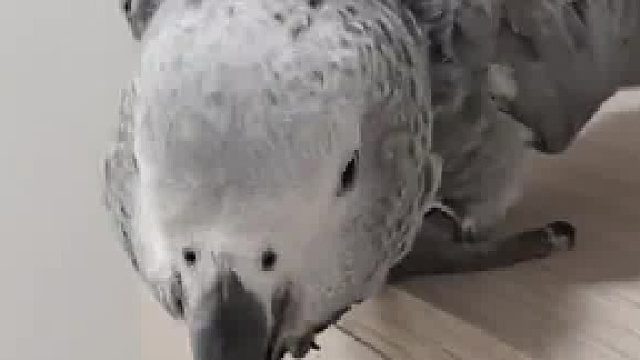 眼里只有小瓜子