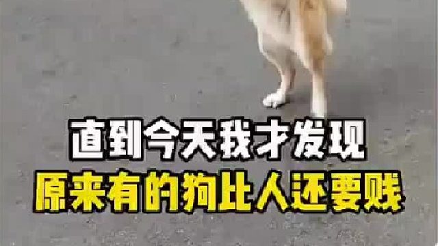 直到今天我才发现原来有的狗比人还要贱