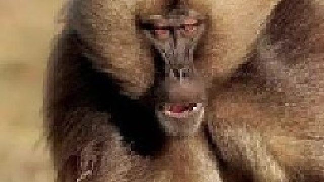 强悍狮子爬到树上捕捉狒狒