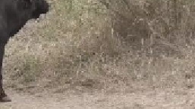 强悍水牛遭到四头狮子攻击竟然毫发无损