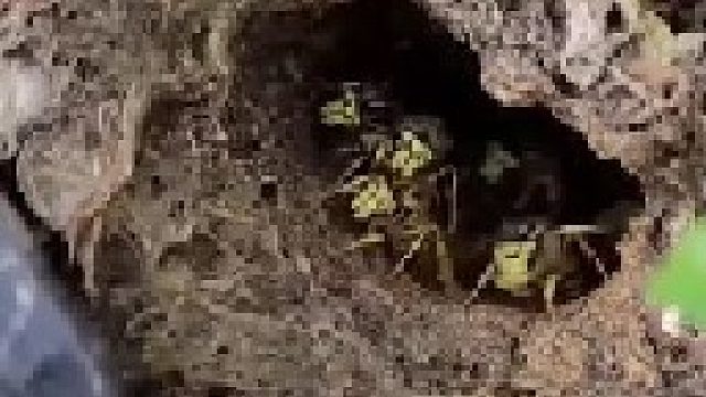 强势捕捉黄蜂的场面