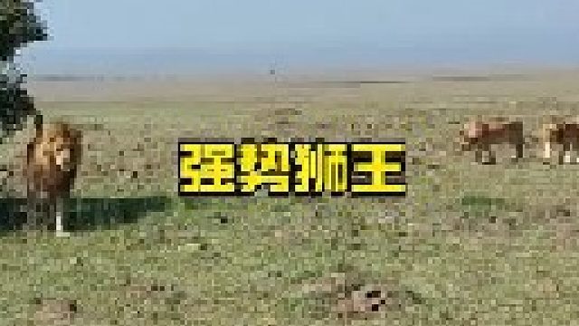 强势的雄狮把年轻雄狮全部赶走