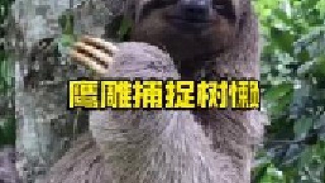 强势鹰雕捕捉树懒