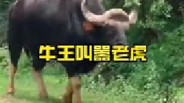 强壮白肢野牛叫嚣要与老虎一战