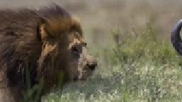 强壮大水牛硬杠三头雄狮和几头母狮，雄狮连连猛攻遭到反抗