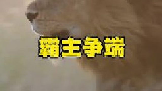 强壮雄狮发动入侵狮王领地的战斗