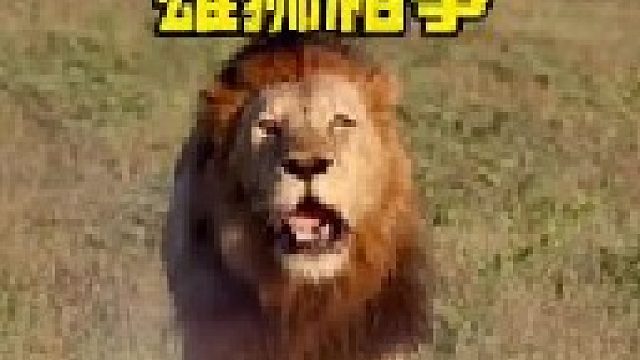 强壮雄狮攻击领地狮王