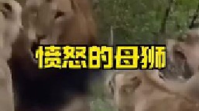强壮雄狮遭到母狮联合攻击