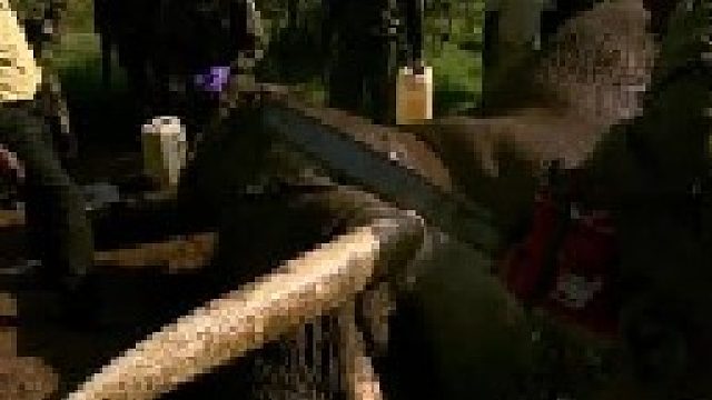 切除象牙的目的竟然是为了保护大象