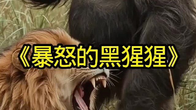 暴怒的黑猩猩直接将雄狮吓懵逼了