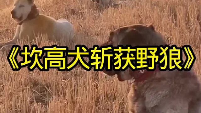 坎高犬斩获进入牧场偷吃的野狼