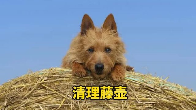 鲎前来寻求帮助，只因为被藤壶折磨的太痛苦了，清理过程极其解压